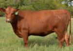 Registered South Poll Semi-Annual Online Auction – Thursday Oct 15th – Hoof & Hide LLC – Texas
