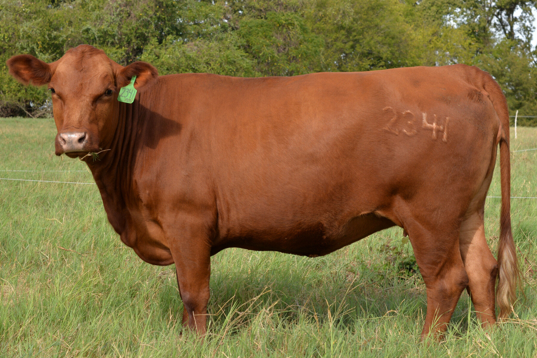 Registered South Poll Semi-Annual Online Auction – Thursday Oct 15th – Hoof & Hide LLC – Texas