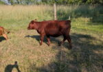 2 South Poll Open Yearling Heifers For Sale