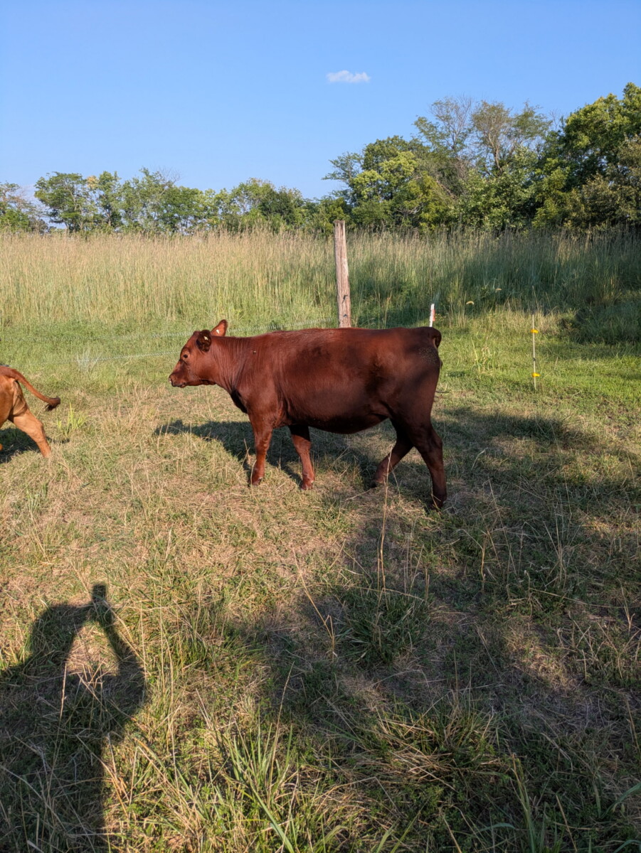 2 South Poll Open Yearling Heifers For Sale