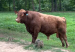 UPDATE: SOLD Yup, she’s preggers! 3-in-1 Registered 50% South Poll cow with registered 75% bull calf