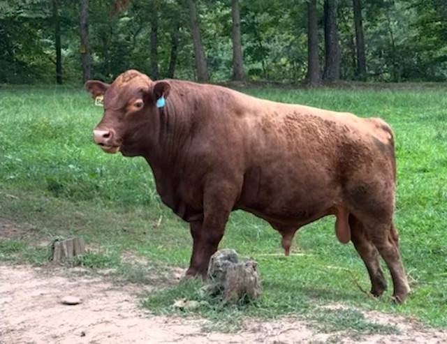 UPDATE: SOLD Yup, she’s preggers! 3-in-1 Registered 50% South Poll cow with registered 75% bull calf