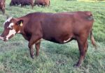 SALE PENDING! Another 3-in-1! Confirmed pregnant, 4-year-old Registered Purebred South Poll cow with registered Purebred bull calf