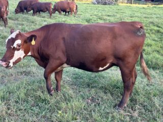 55284-mama-cow