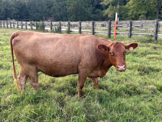 UPDATE: SOLD Yup, she’s preggers! 3-in-1 Registered 50% South Poll cow with registered 75% bull calf