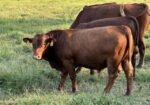 UPDATE: SOLD Yup, she’s preggers! 3-in-1 Registered 50% South Poll cow with registered 75% bull calf