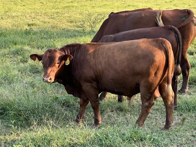 UPDATE: SOLD Yup, she’s preggers! 3-in-1 Registered 50% South Poll cow with registered 75% bull calf