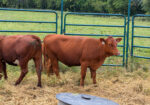 Buyers Choice! Pick 4 of 7 Open Heifers