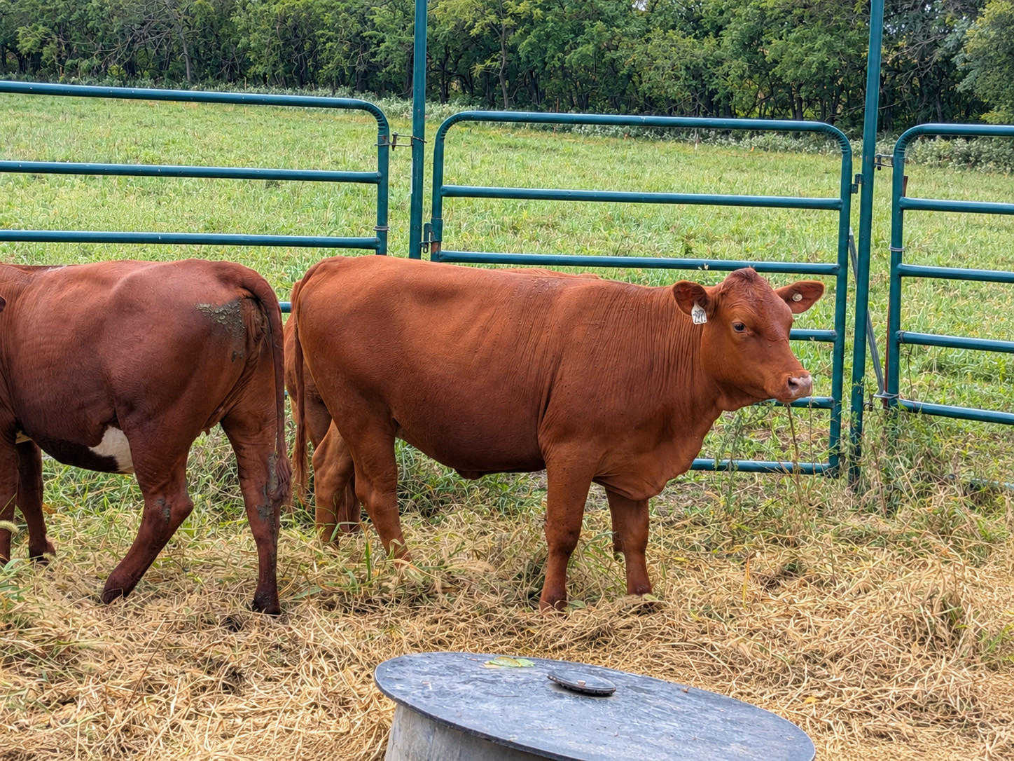 Buyers Choice! Pick 4 of 7 Open Heifers
