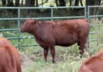 Buyers Choice! Pick 4 of 7 Open Heifers
