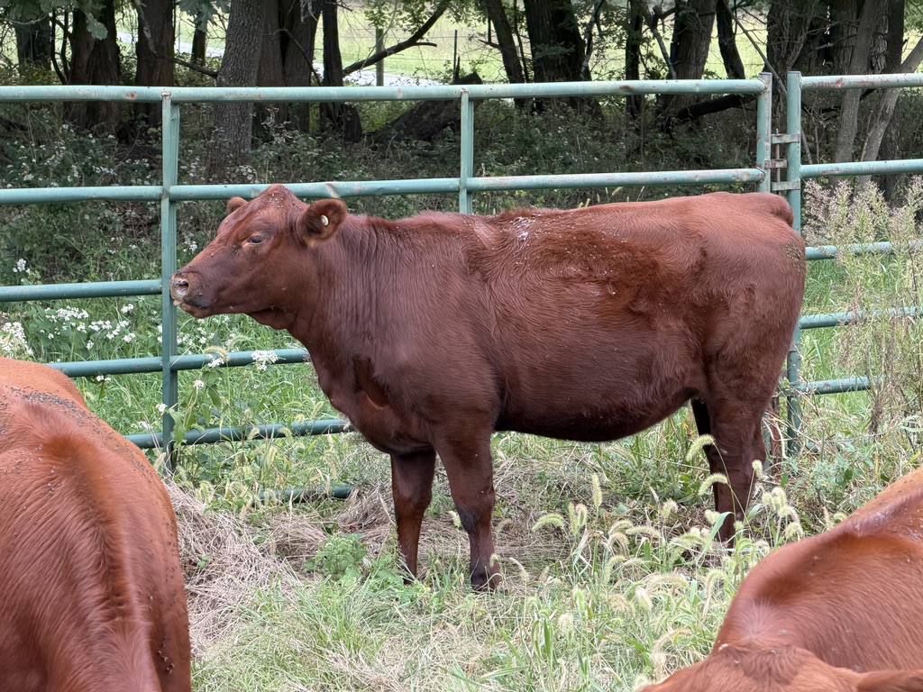 Buyers Choice! Pick 4 of 7 Open Heifers
