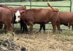 Buyers Choice! Pick 4 of 7 Open Heifers