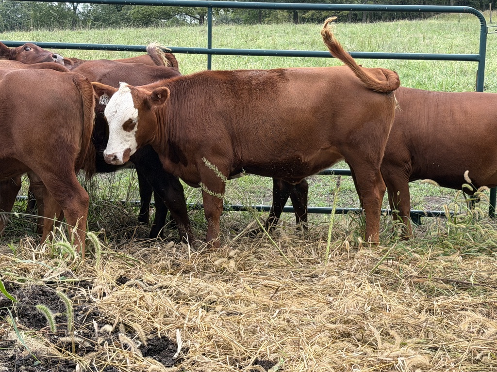 Buyers Choice! Pick 4 of 7 Open Heifers