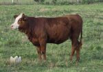 50% Registered Heifer