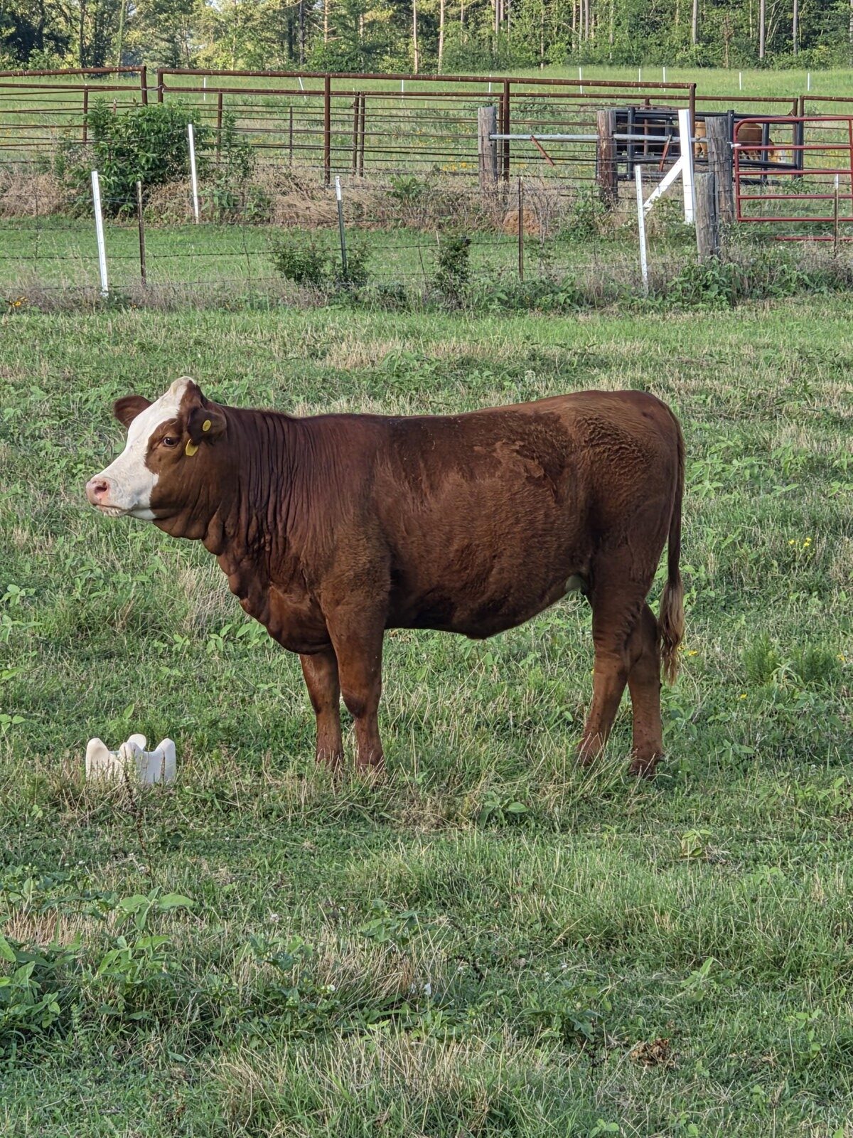 50% Registered Heifer
