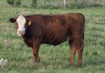 50% Registered Heifer