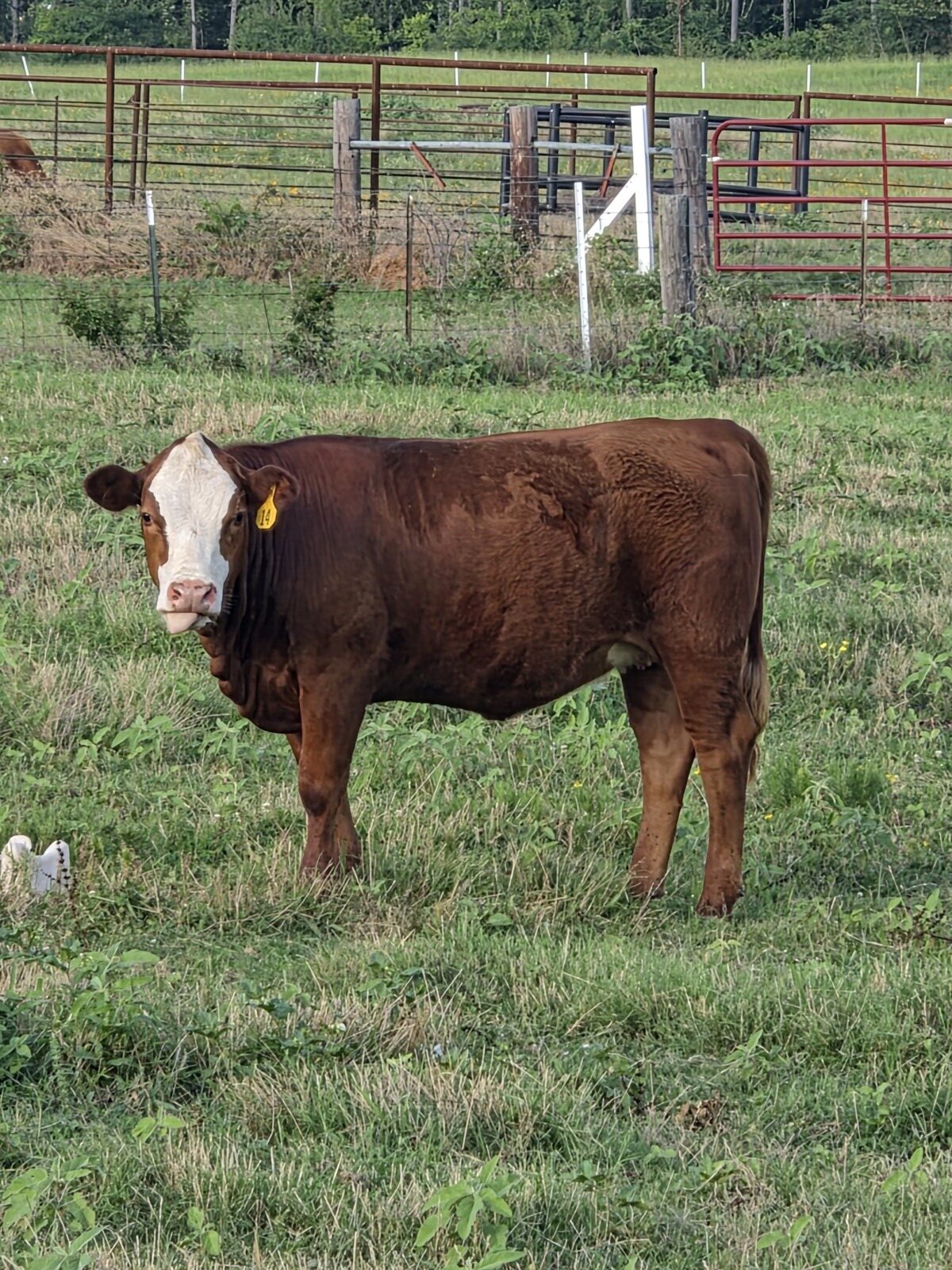 50% Registered Heifer