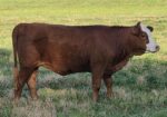 50% Registered Heifer