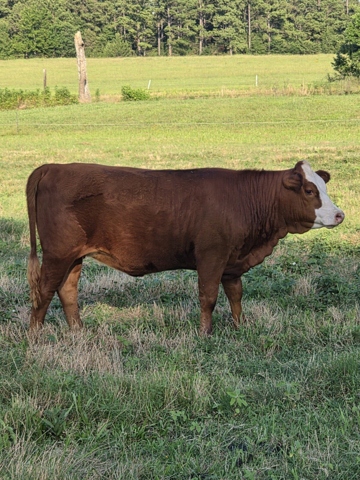 50% Registered Heifer