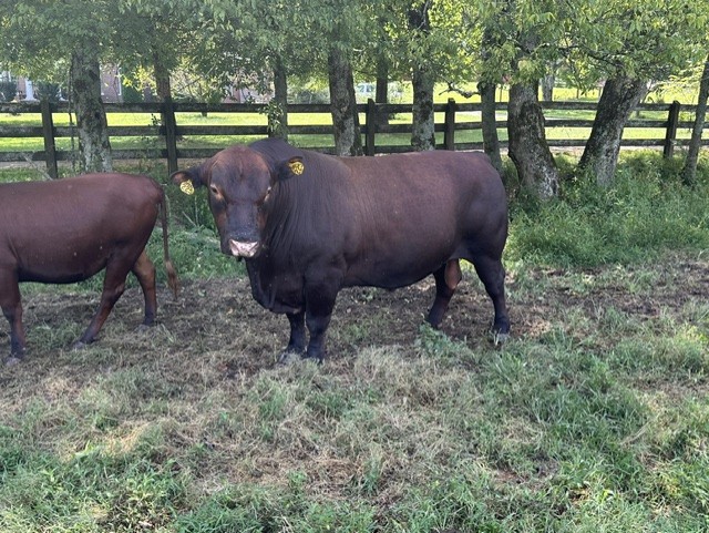 UPDATE: SOLD Yup, she’s preggers! 3-in-1 Registered 50% South Poll cow with registered 75% bull calf