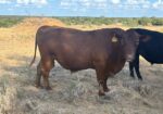 Three year old registered bull