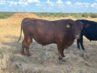 Bull1