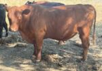 Three year old registered bull