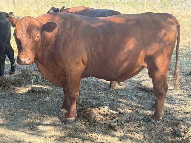 Three year old registered bull