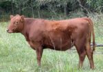 Buyers Choice! Pick 4 of 7 Open Heifers