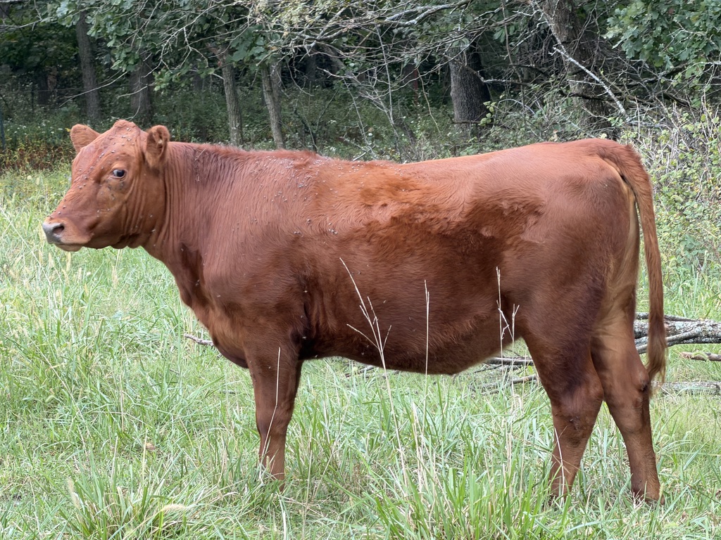Buyers Choice! Pick 4 of 7 Open Heifers