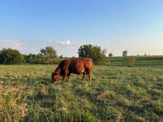 Copy-of-Farm-Photos-1.0-500-×-350-px-2026-09-19T050311.001