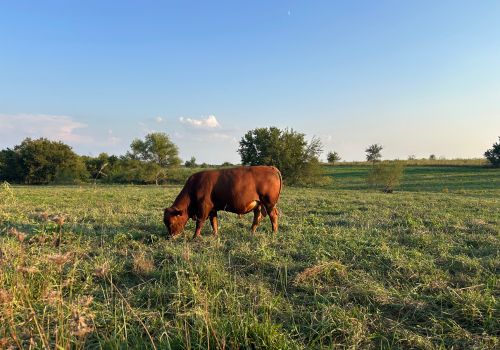 100% Registered South Poll 18 Month Bulls – 100% Grass Developed. 10 Head