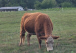 50% Registered Heifer