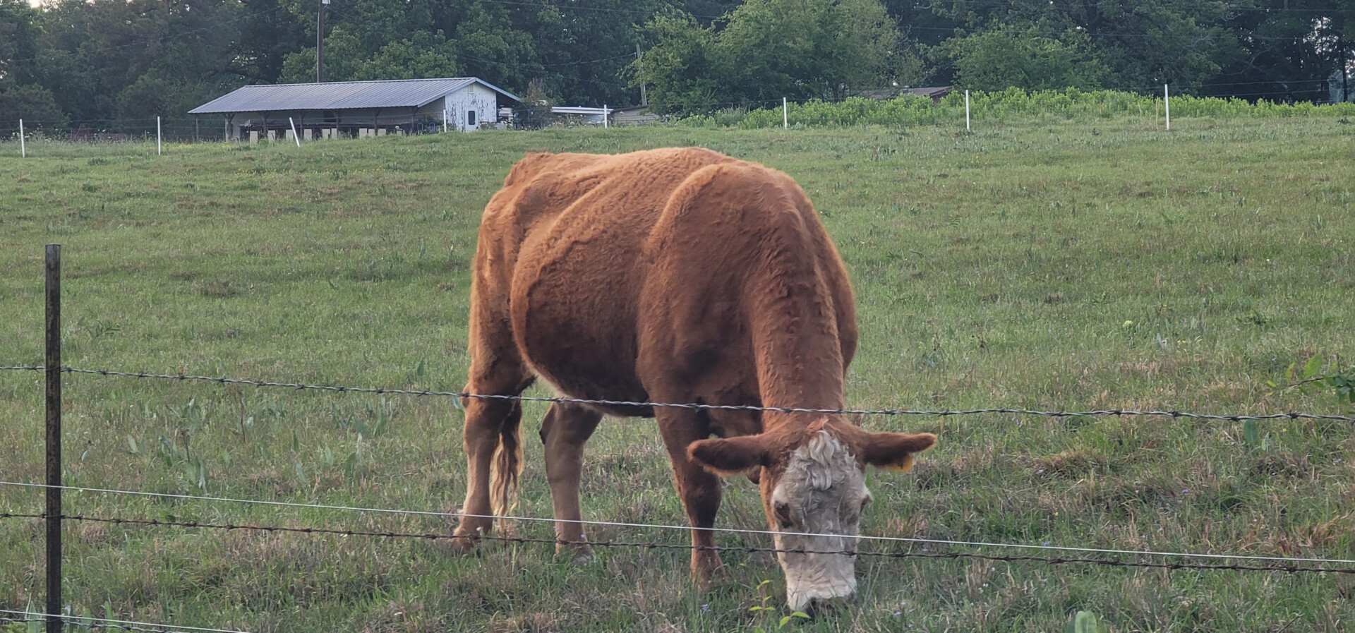 50% Registered Heifer