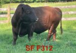 SF F312 — 8yr. Fullblood Herd Sire