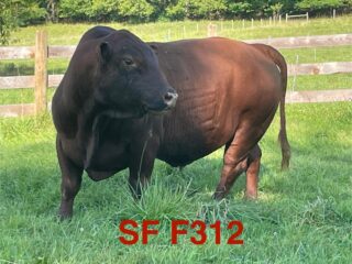 F312-cover-photo
