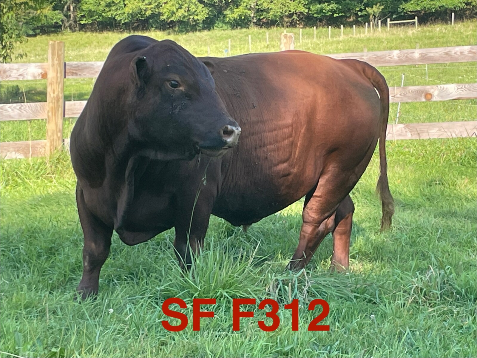 SF F312 — 8yr. Fullblood Herd Sire