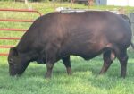 SF F312 — 8yr. Fullblood Herd Sire