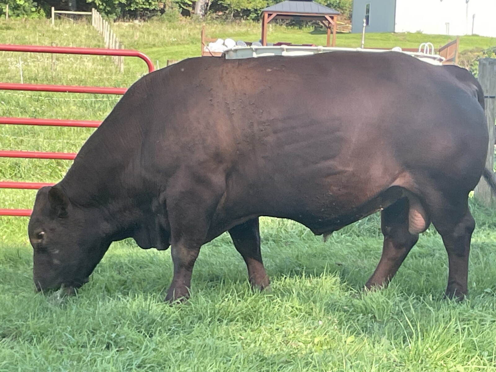 SF F312 — 8yr. Fullblood Herd Sire