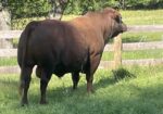 SF F312 — 8yr. Fullblood Herd Sire