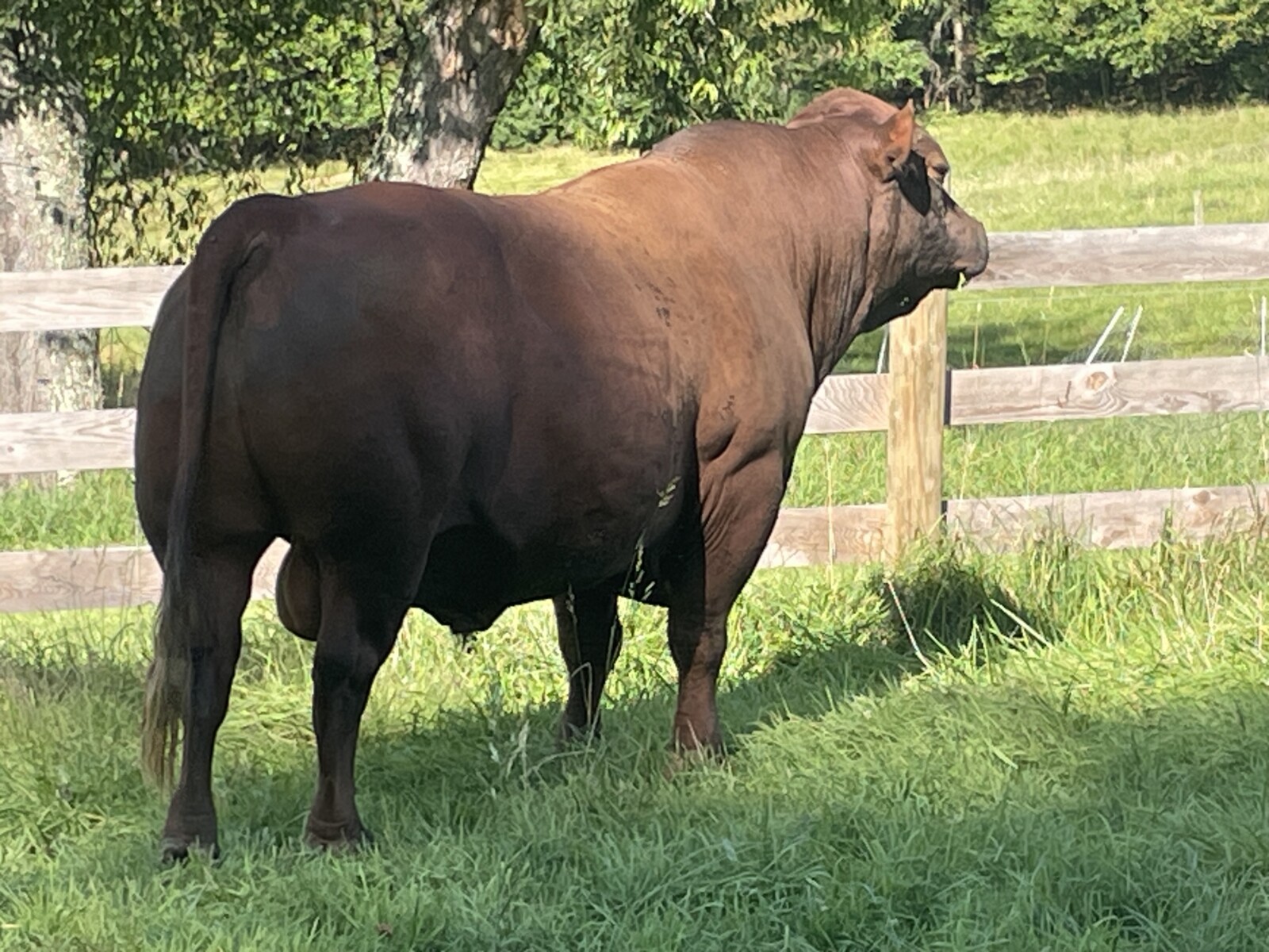 SF F312 — 8yr. Fullblood Herd Sire