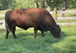SF F312 — 8yr. Fullblood Herd Sire