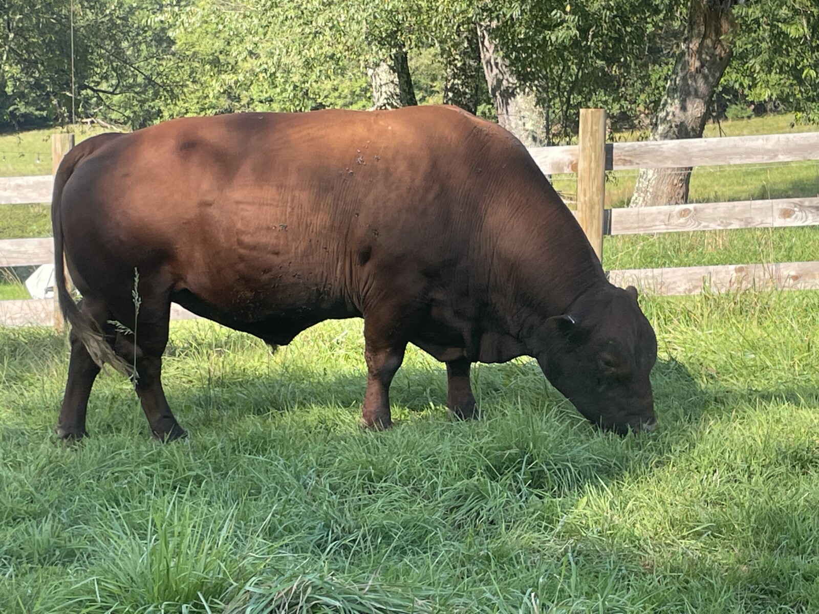 SF F312 — 8yr. Fullblood Herd Sire