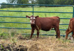 Buyers Choice! Pick 4 of 7 Open Heifers