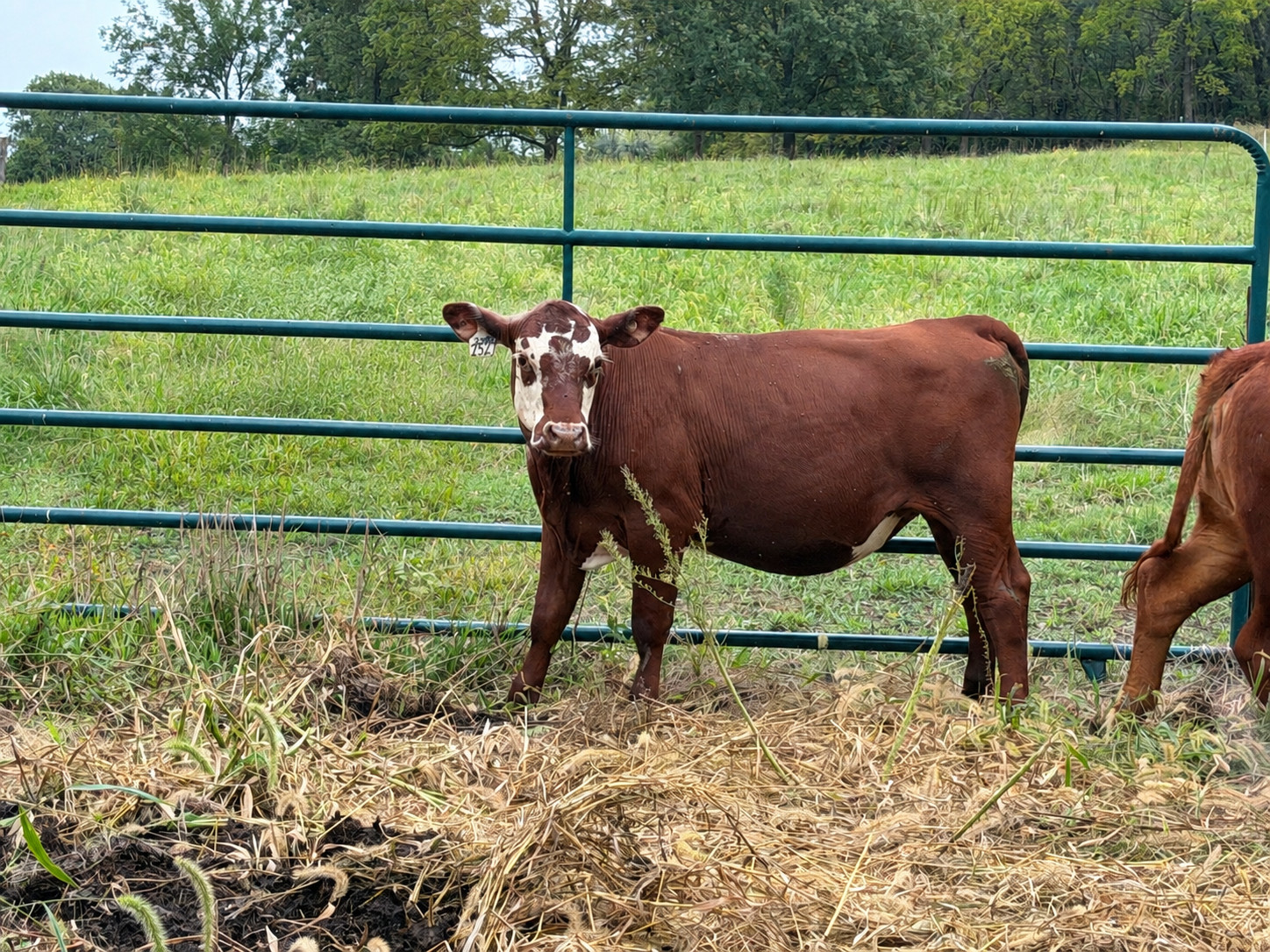 Buyers Choice! Pick 4 of 7 Open Heifers