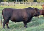 SALE PENDING! Another 3-in-1! Confirmed pregnant, 4-year-old Registered Purebred South Poll cow with registered Purebred bull calf
