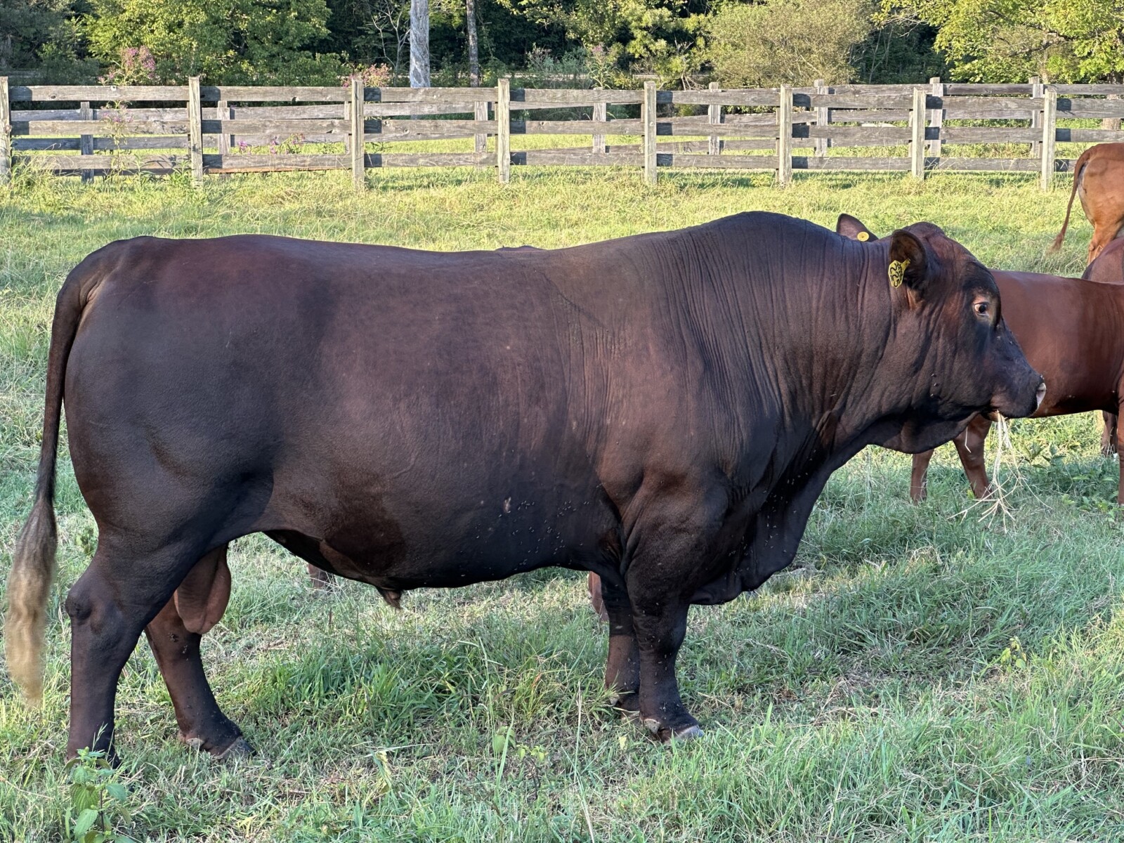 SALE PENDING! Another 3-in-1! Confirmed pregnant, 4-year-old Registered Purebred South Poll cow with registered Purebred bull calf