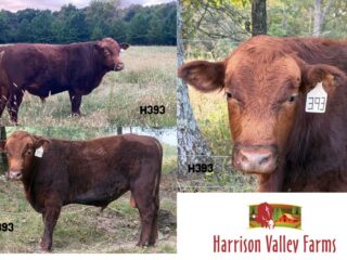 H393-South-Poll-Grass-Cattle-2025-Spring-Born-Bull-Classified-Ad-9.791-x-7-in