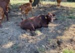Purebred bull for sale