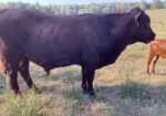 Purebred bull for sale